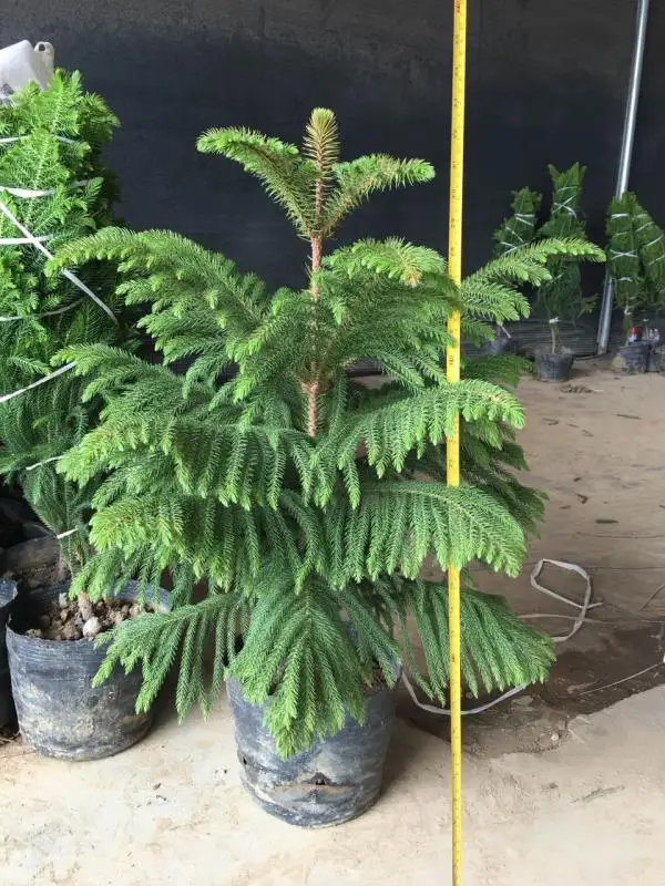 Araucaria Cunninghamii Sweet Buy Araucaria Cunninghamii