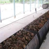 automatic oil palm fruit kernel oil squeezing pelletizing bunch shell mill machine