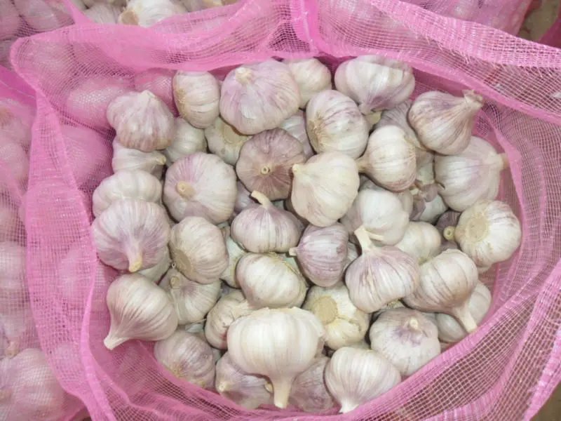 new crop Shandong fresh garlic