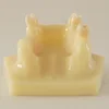 Dental study Sinus Lifting Model