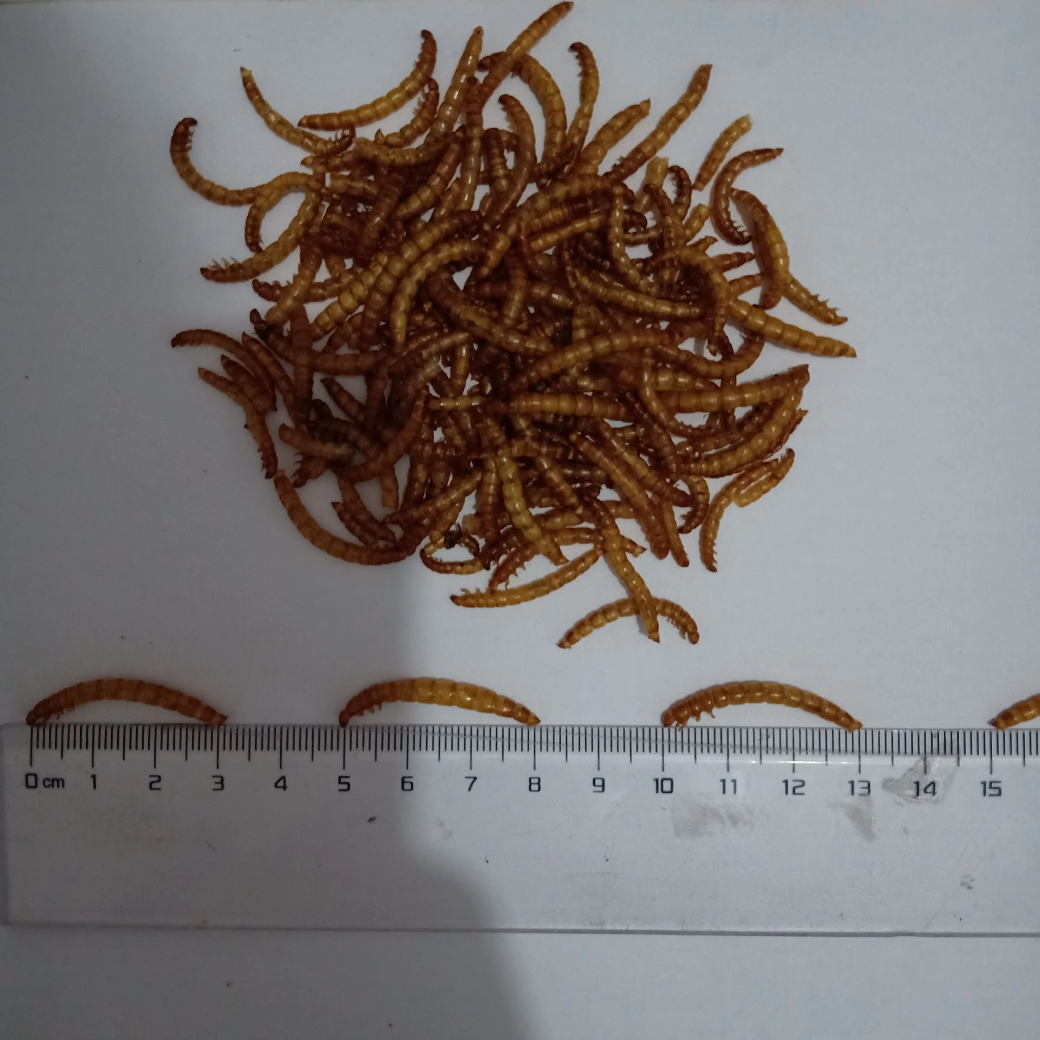 用於動物食品飼料寵物食品的高蛋白乾燥 mealworms