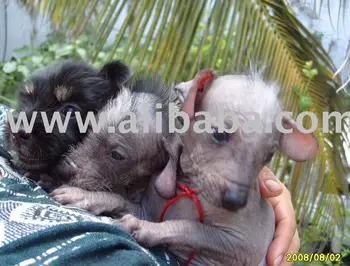 Xoloitzcuintle, cane aztec, messicano cuccioli senza peli