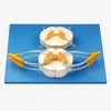 Spinal cord enlargement model Local spinal cord model Magnification Model of Spinal Cord Nerve
