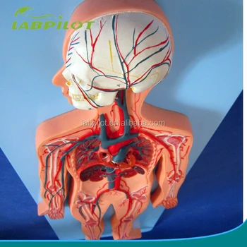 Sangre en cuerpo humano dela el circulacion