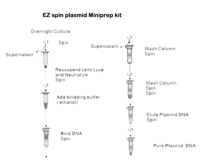 Use spin. Spin columns. Спиновые колонки. Спин колонки для выделения ДНК это. PREPFILER DNA Extraction Kit для блоков.