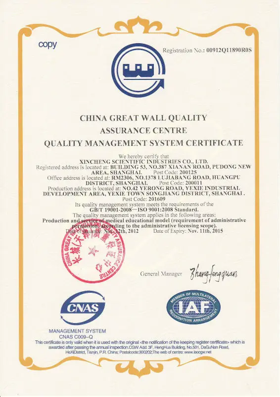 180cm Skeleton with Muscles and Ligaments (Skeleton Model) Human skeleton