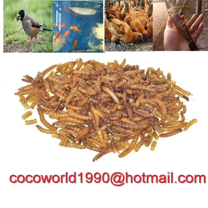 Wholesale Dried Mealworms Buy Live Mealworm,Bulk Chicken Feed