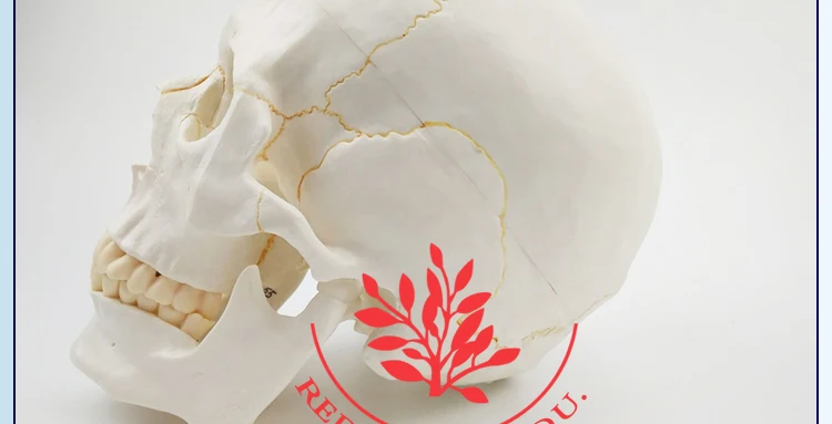 12 anatomical skull model.jpg