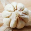 New Crop Fresh Garlic Normal And Pure White/4.5cm/5.0cm/5.5cm/6.0cm/6.5cm For Sale