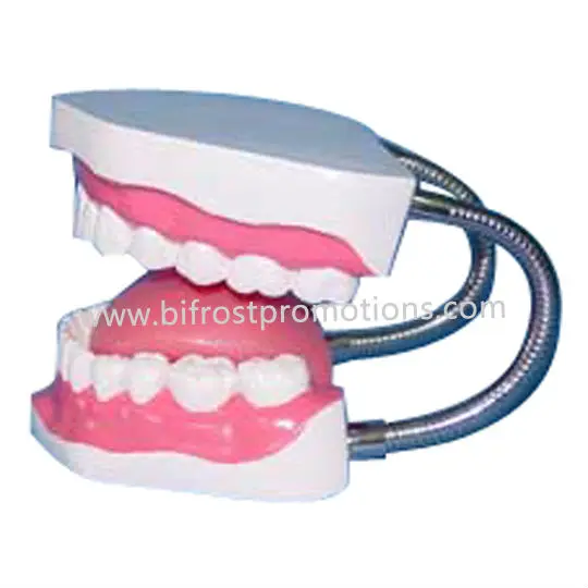 BP72027 Dental Education Model-1-w.jpg