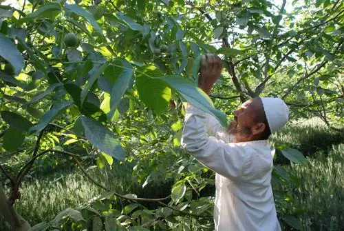 whole raw walnut in shell walnut export