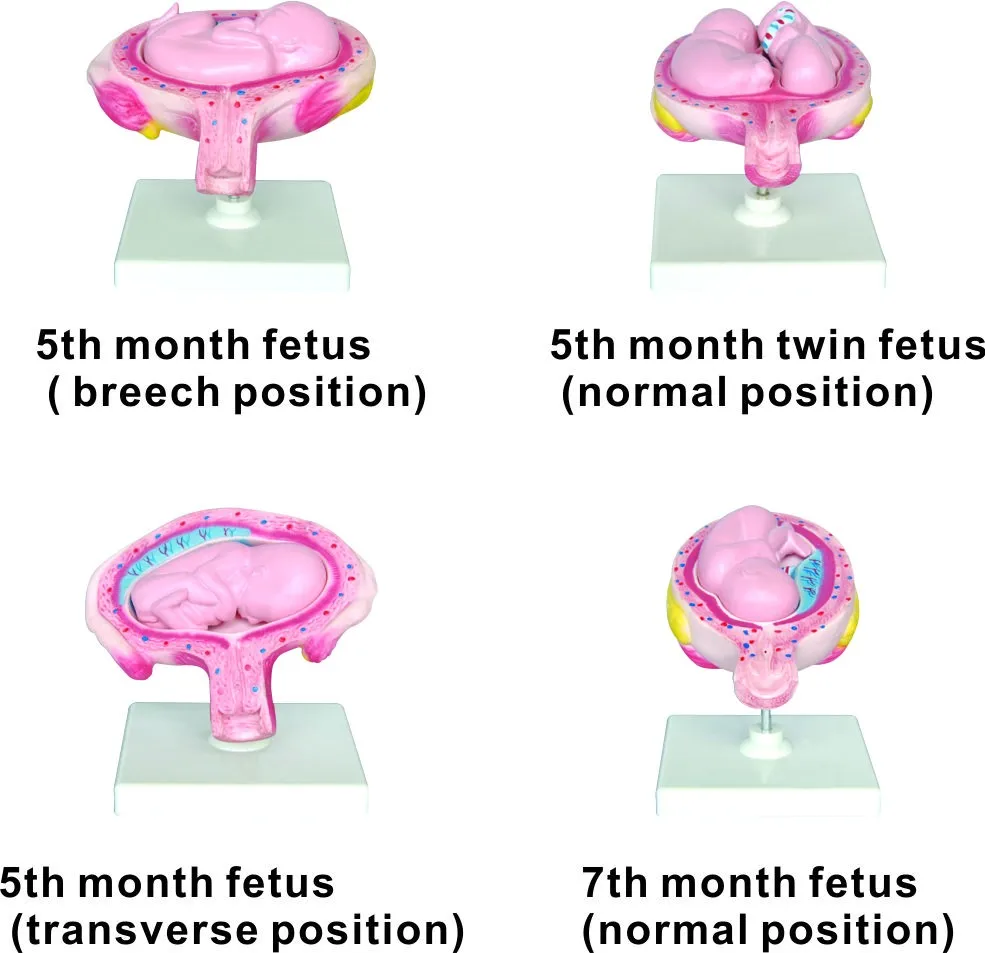 Pvc Human Development Process Set For Embryo And Fetus Pregnancy Model