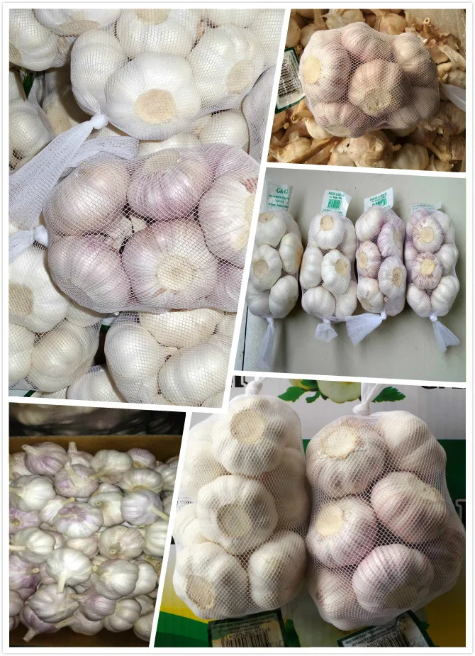 Best Quality Big Size Fresh Garlic Buy Fresh Garlic,Best Quality