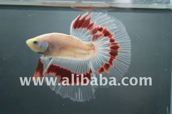 78+ Gambar Animasi Ikan Cupang HD 78+ Gambar Animasi Ikan Cupang HD