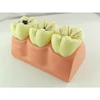Factory supply attractive price find complete details about dental teaching model