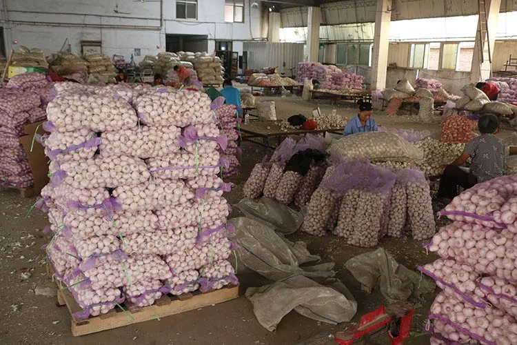 пресен чесън и джинджифил пресен чесън вносител нормален бял чист бял чесън цена в Китай
