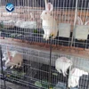 Quality Products wrought iron fencing fences elements gates for sale