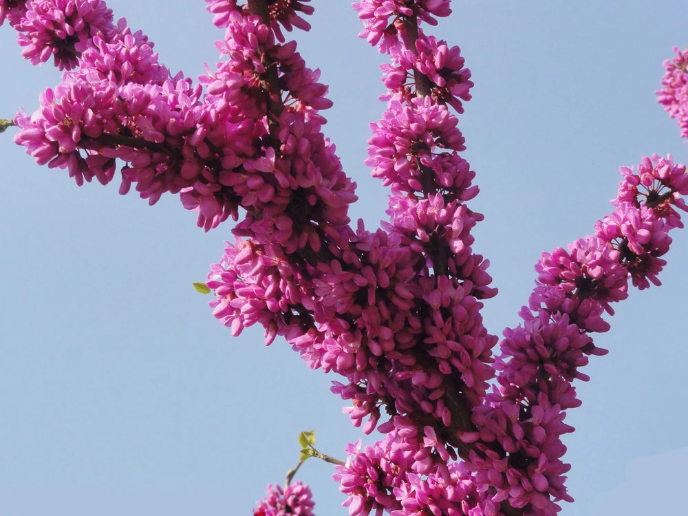 Beautiful Judas Tree Chinese Redbud Bauhinia Flower Seeds For Beautiful Judas Tree Chinese Redbud Bauhinia Flower Seeds For Growing