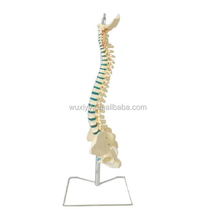 Human Plastic Spine Model Buy Human Plastic Spine Model,Normal Spine Model,Plastic Spine Bars