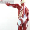 ENOVO/ Muscle, full body, 78cm, Plastic Human Body Muscle Teaching Anatomical Model 12023