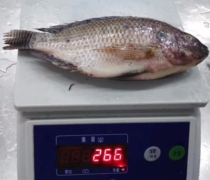 Live Tilapia Fish Us Farm Raised Tilapia Buy Live Tilapia Fish,Us