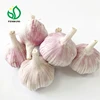 Price normal garlic size 5.0cm box 10kg china to togo