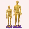 Ultra clear meridian male and female human body model human body meridian model Chinese medicine copper acupuncture point model
