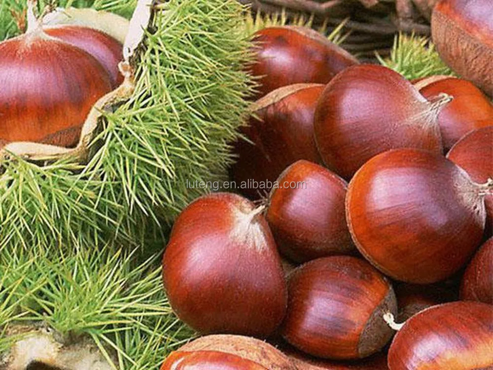 Chestnuts Wholesale For Chestnut Price 1kg Bag Buy Chestnuts