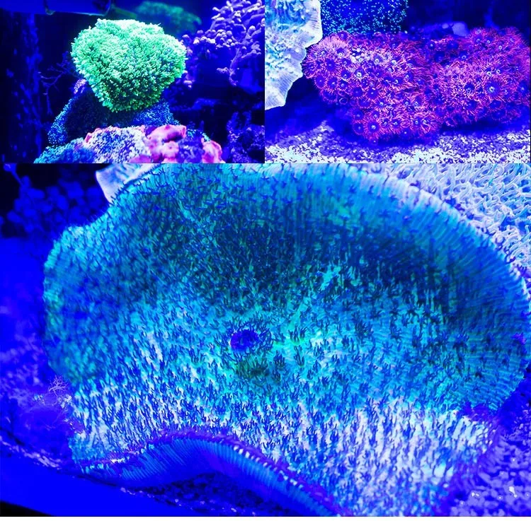 Professional adjustable bracket RoHs certification high quality full spectrum RGB coral reef aquarium led lighting