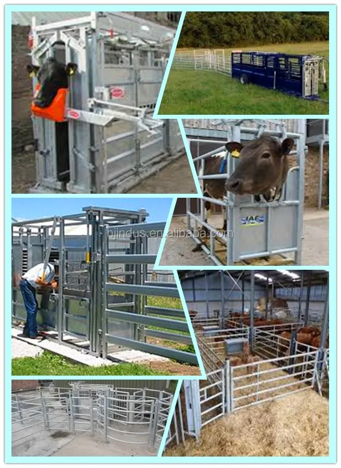 Cheap Heavy Duty Cattle Crush Weighing Scale Cattle Farm Equipment ...