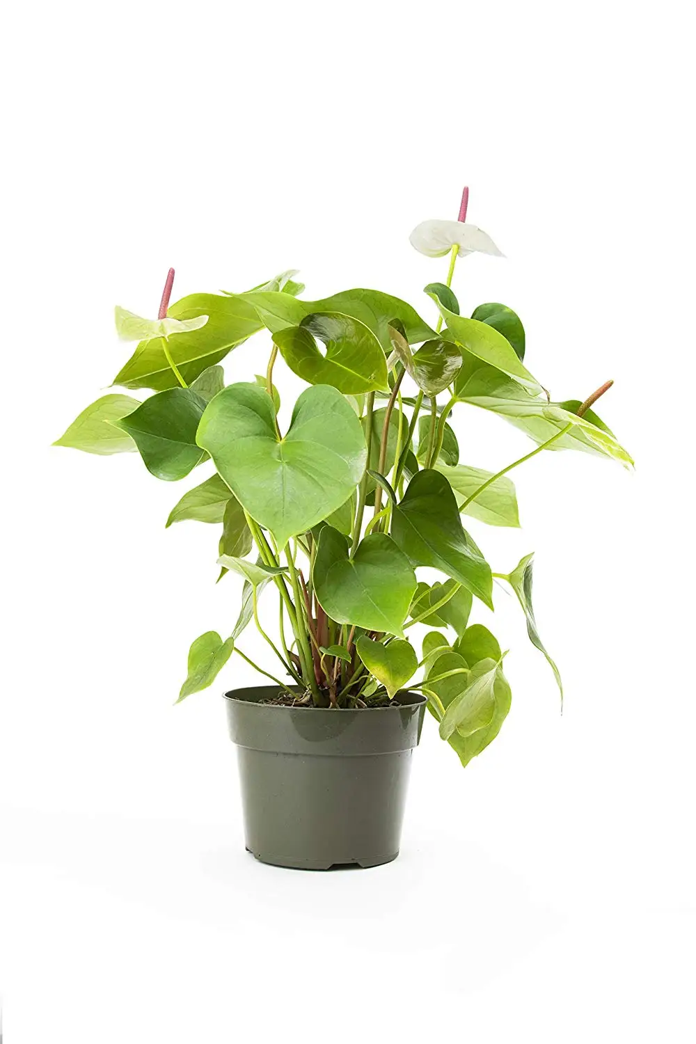 Cheap Pot Anthurium Find Pot Anthurium Deals On Line At Alibaba Com