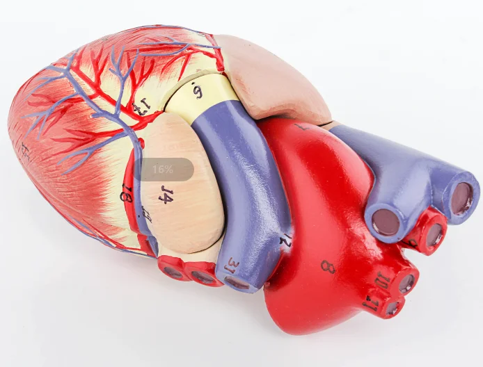 Gelsonlab Hsbm210 Life Size 2parts Plastic Human Heart Model Medical Plastics Heart Models