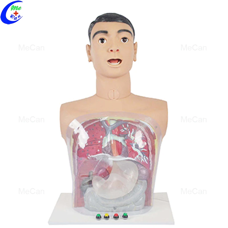 Transparent Gastric Lavage Model