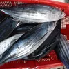 import export seafood fish wholesale frozen skipjack whole round, sea food frozen skipjack tuna price