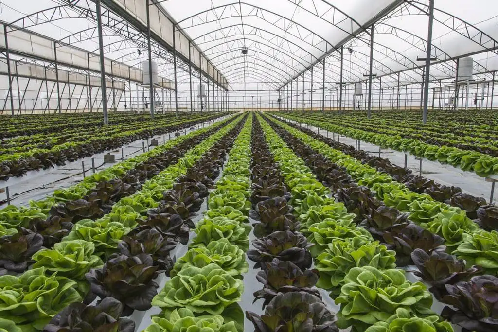 Low Cost Greenhouse Multispan Film Greenhouse Light Steel Structure