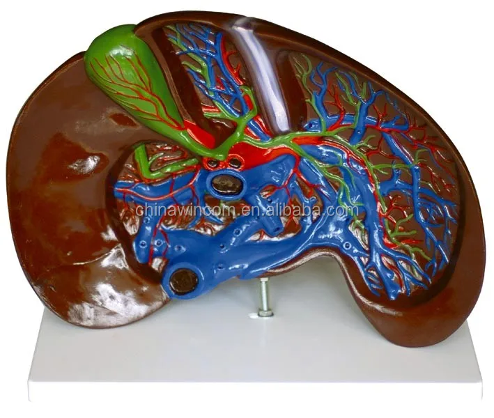 Liver Anatomical Model,Medical Ligaments of Liver