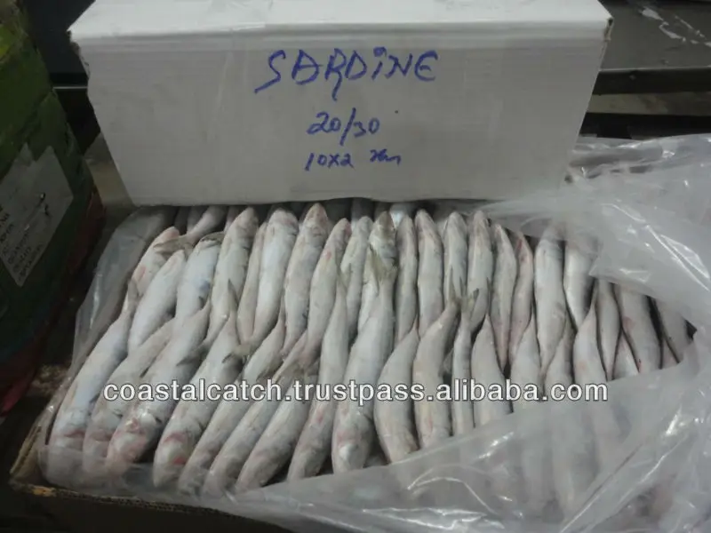 SARDINE 10KG 1.JPG
