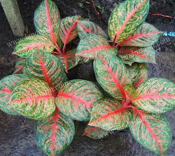  Aglaonema  treasure Of Siam  Buy Aglaonema  chinese 