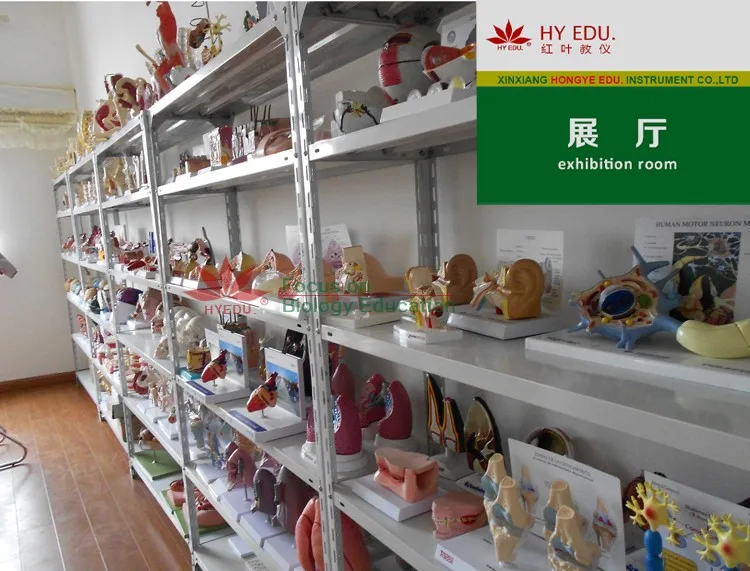 For medical school use enlarged heart teaching anatomical model