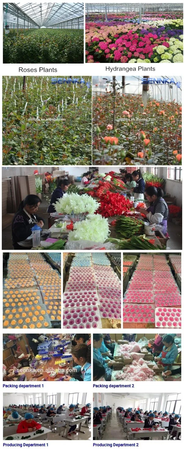 preserved flower (2).jpg