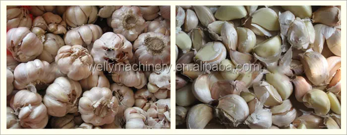 garlic separator 44.jpg