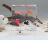 4 Synthetic Golden Fishes Paperweight Crystal Clear Resin Art