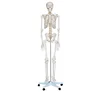 Advanced Life-size plastic 180 cm plastic human skeleton model