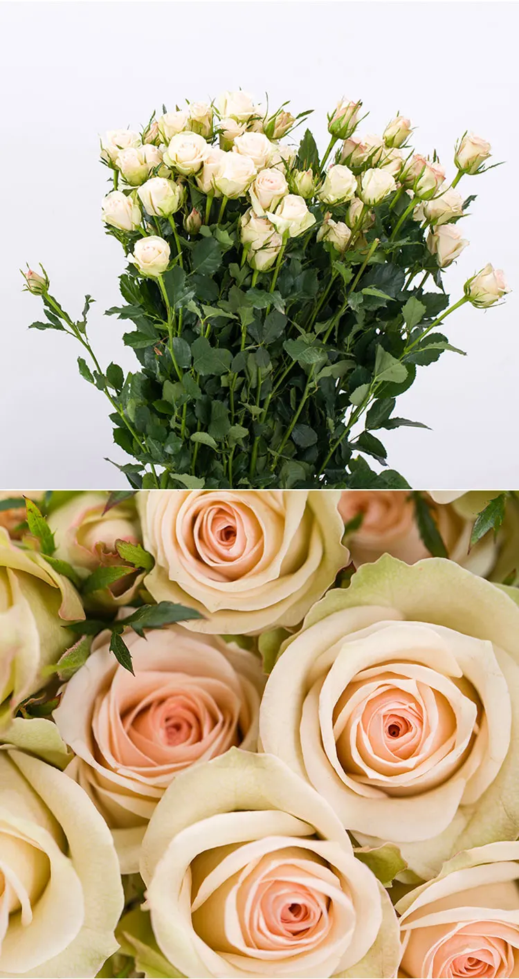 best sales and beautiful fresh cut rose flowers