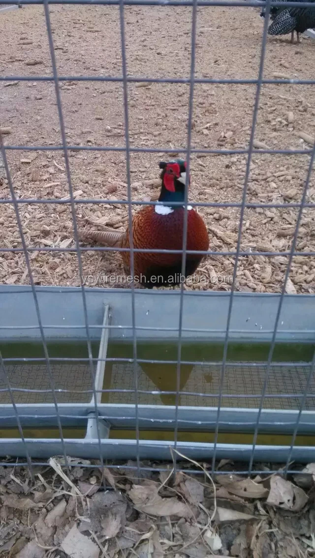 Decorative Rabbit Fencing/rabbit Guard Fencing/rabbit Wire Fence Buy