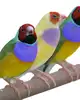 Finches//Yorkshire Canary Birds/Lancashire/live canary birds For sale