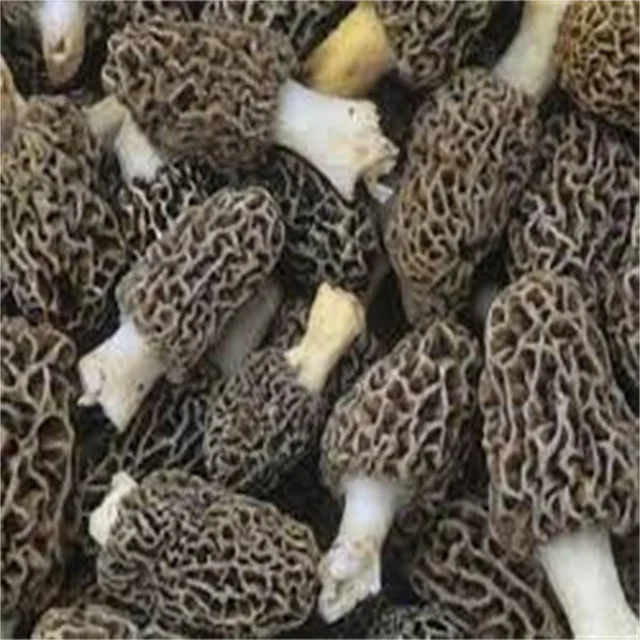 2024 Immunity Boosting 100 Organic Morels Dried Morchella High Quality