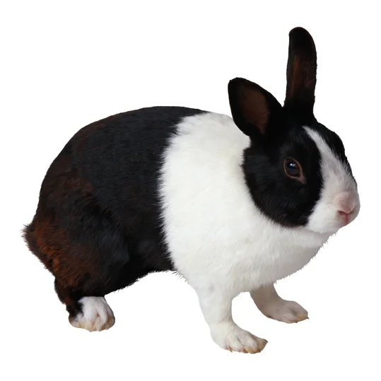 Complete Rabbit Slaughter Equipment Line Rabbit and Poultry Slaughterhouse