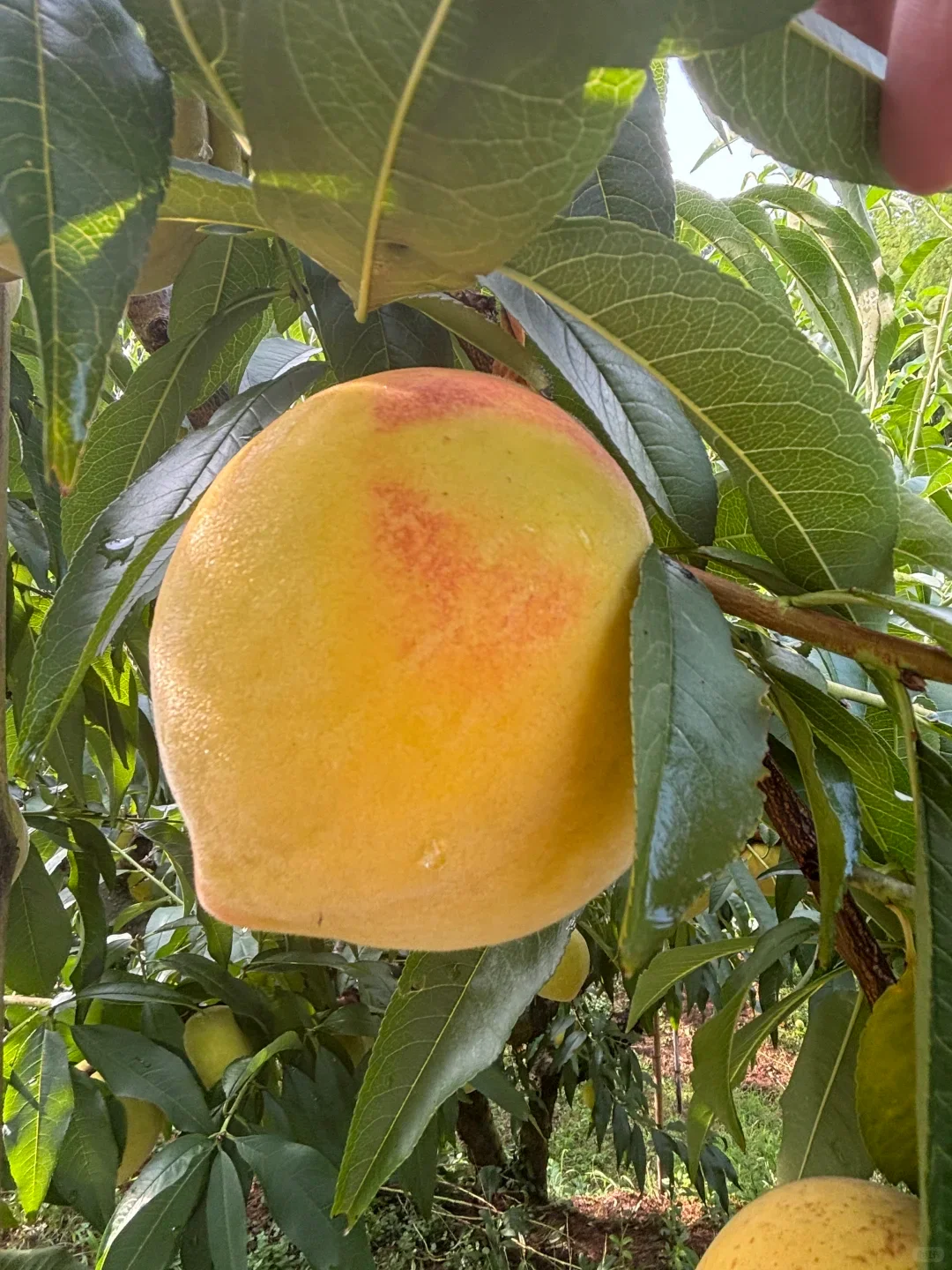 Top Quality Sweet Healthy Fruit With OEM Brand Canned Yellow Peach Halves/Slices Canned Fruit