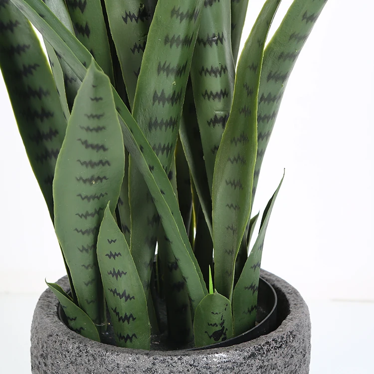 Сансевиерия Snake Plants